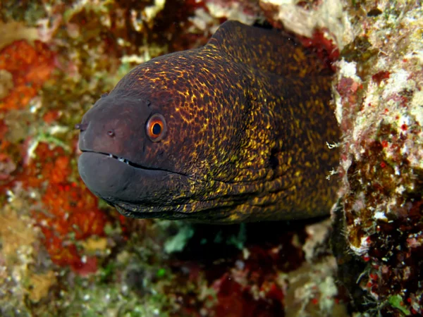 Yellowmargin moray — Stock fotografie