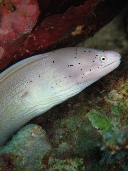 Grey moray — Stock Photo, Image