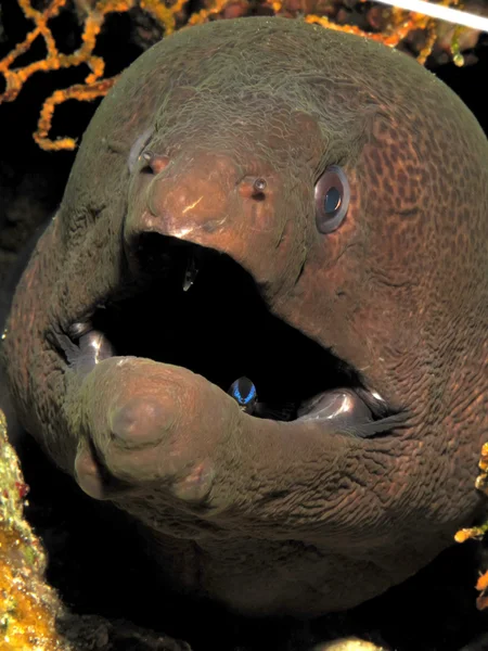 Dev moray