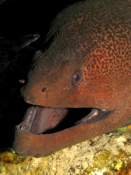 Giant moray — Stock Photo, Image