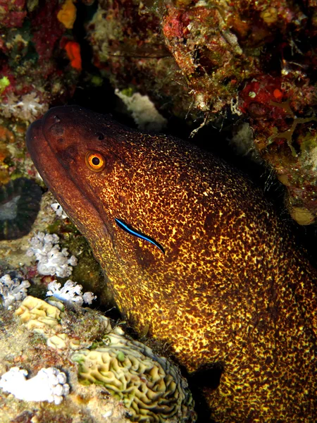 Yellowmargin moray — Stock Photo, Image