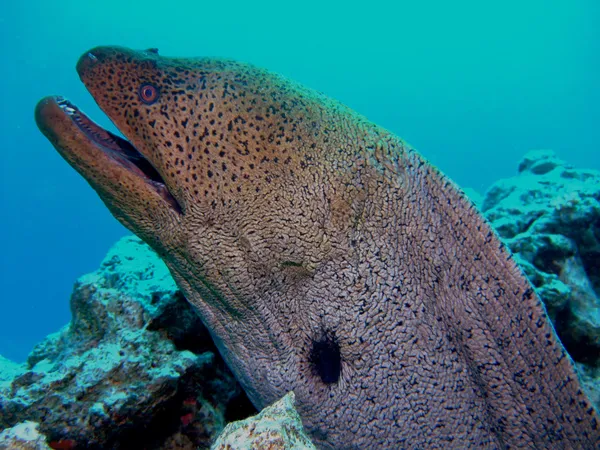 巨型海鳗 — 图库照片