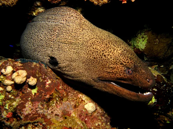 Moray gigante — Fotografia de Stock