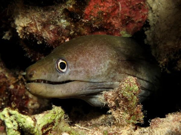 Pofalowany moray — Zdjęcie stockowe