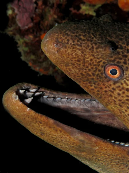 Giant moray — Stock Photo, Image