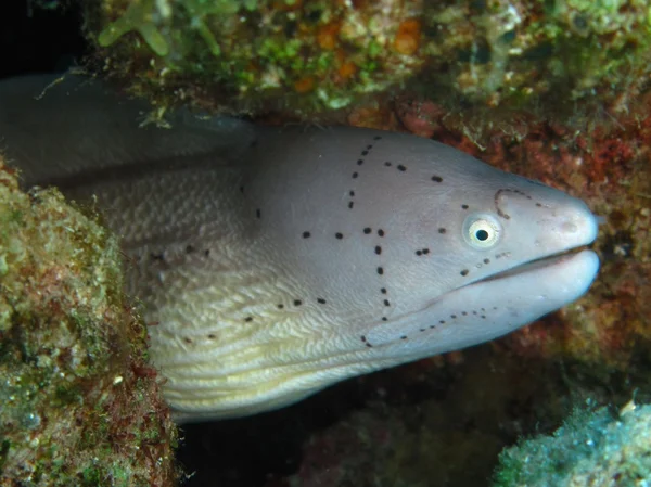 Gri moray — Stok fotoğraf