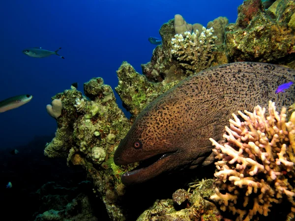 Giant moray — Stock Photo, Image