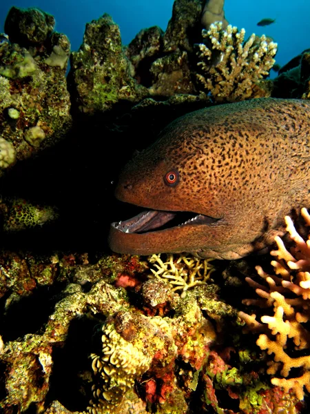 Giant moray — Stock Photo, Image