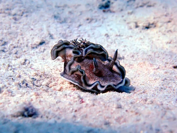 Glossodoris hikuerensis — Fotografia de Stock