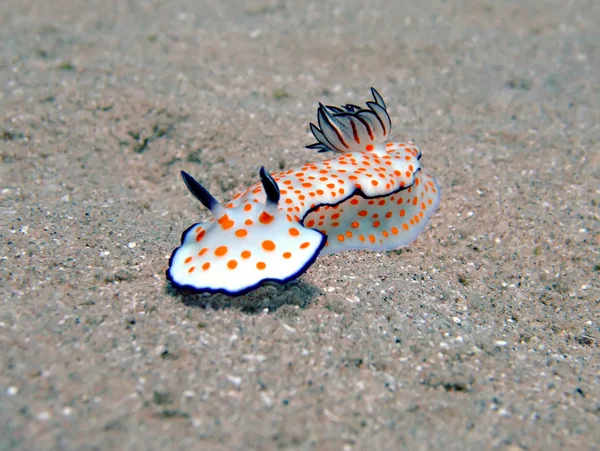 Risbecia bonito — Fotografia de Stock