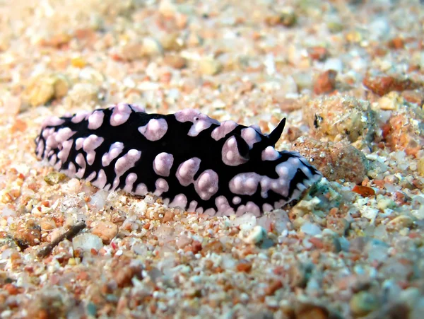 Pustulose wart slug — Stock Photo, Image