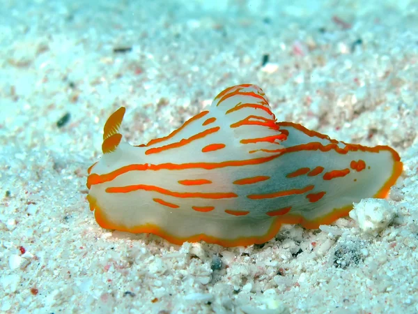 Risbecia bonito — Fotografia de Stock