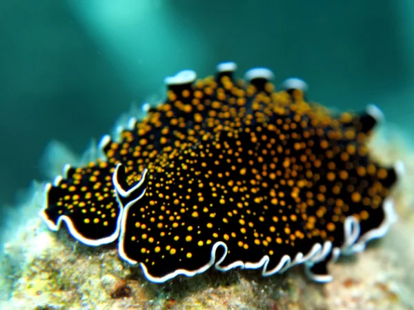 Gold dotted flatworm — Stock Photo, Image