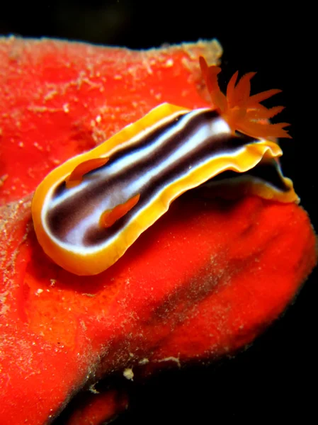 Pyjama chromodoris — Stock fotografie