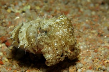 Kukuletalı mürekkep balığı