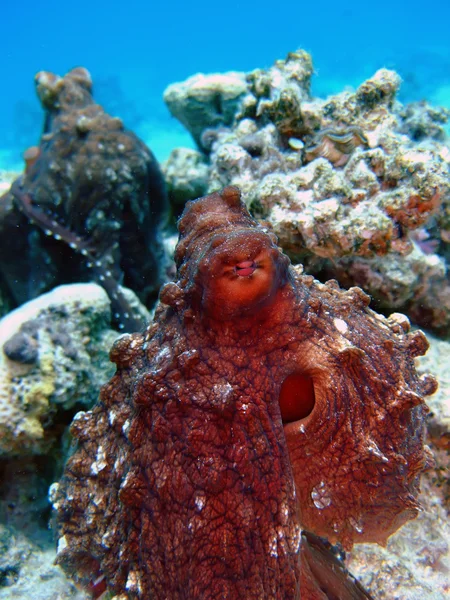 Reef Octopus — Stock Photo, Image