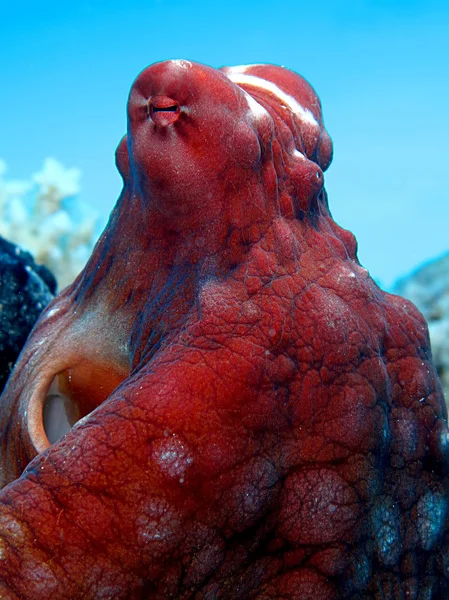 Rif octopus — Stockfoto