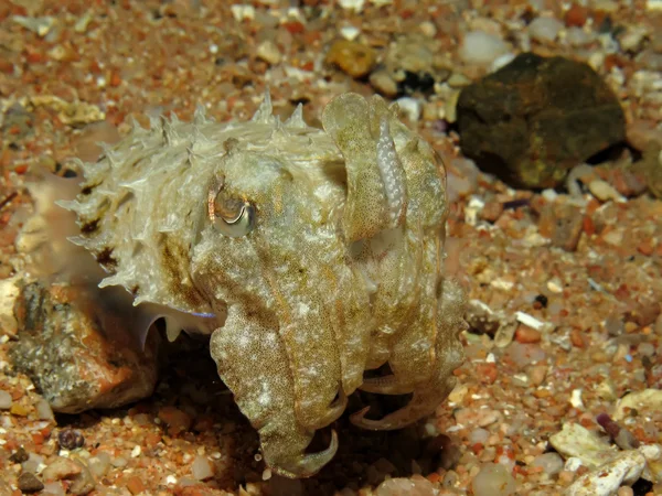 Sepia encapuchada — Foto de Stock