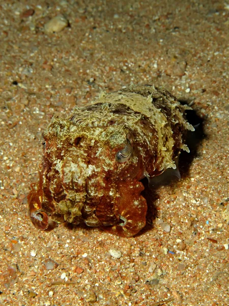 Sepia encapuchada — Foto de Stock