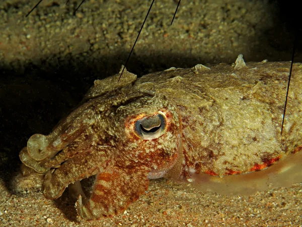 Tintenfisch mit Kapuze — Stockfoto