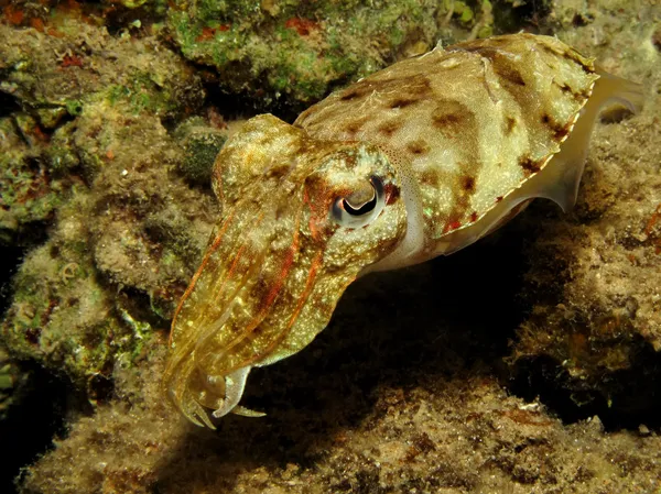 Peixe-boi com capuz — Fotografia de Stock