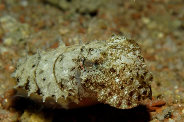 Hooded Cuttlefish — Stock Photo, Image