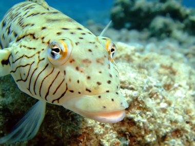 Benekli sandperch