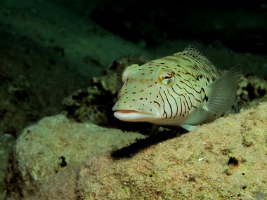 Benekli sandperch