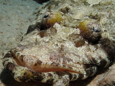 Hint Okyanusu crocodilefish