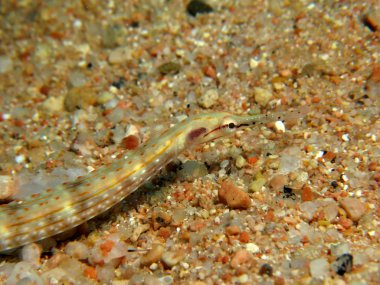 Pipefish