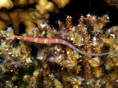 Kızıldeniz pipefish