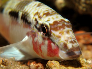 Kızıl Deniz goatfish