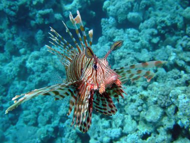 ortak lionfish