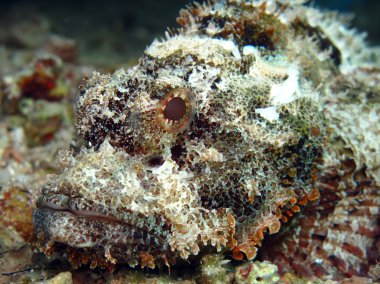 Sakallı scorpionfish