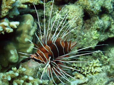 ortak lionfish