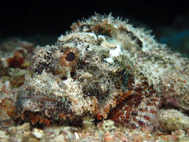 Sakallı scorpionfish