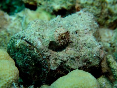 Sakallı scorpionfish