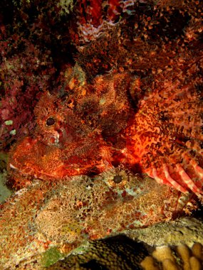 devamını scorpionfish