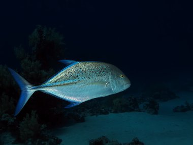 mavi yüzgeçli trevally