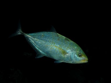 Yellowspotted trevally