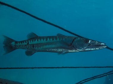 Büyük barracuda (Sphyraena barracuda)