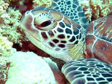 yeşil deniz kaplumbağası