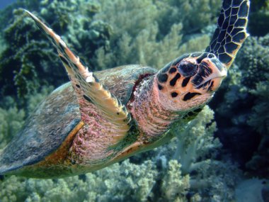 hawksbill kaplumbağa
