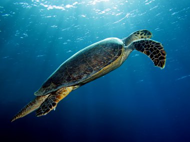 hawksbill kaplumbağa