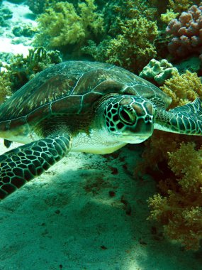 yeşil deniz kaplumbağası