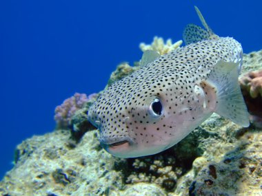 Porcupinefish