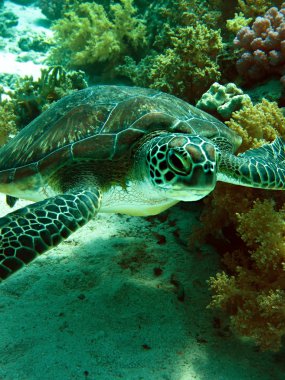 yeşil deniz kaplumbağası