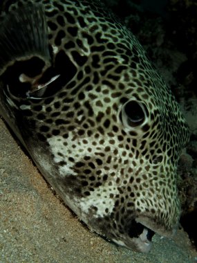 Yıldızlı kirpi balığı (Arothron stellatus)