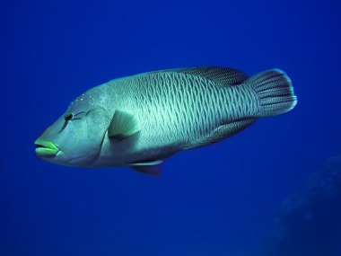 Napoleonfish (cheilinus undulatus)