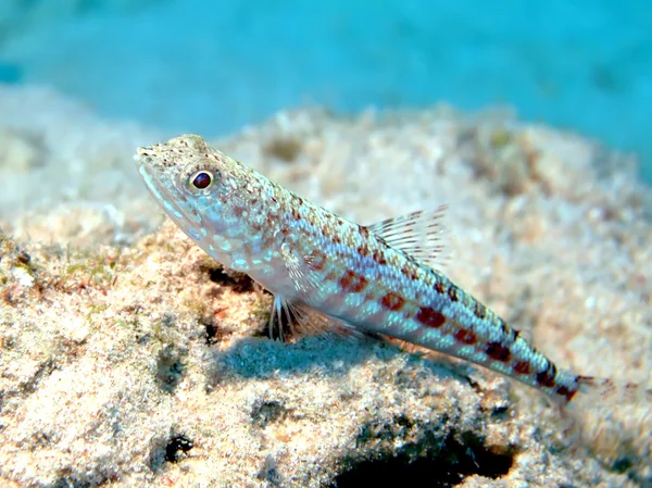 Pez lagarto — Foto de Stock